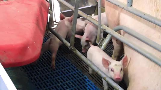 养猪猪厂宠物猪猪年视频视频的预览图