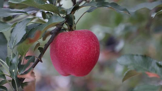 鲜美营养农家苹果园景色实拍背景视频视频的预览图