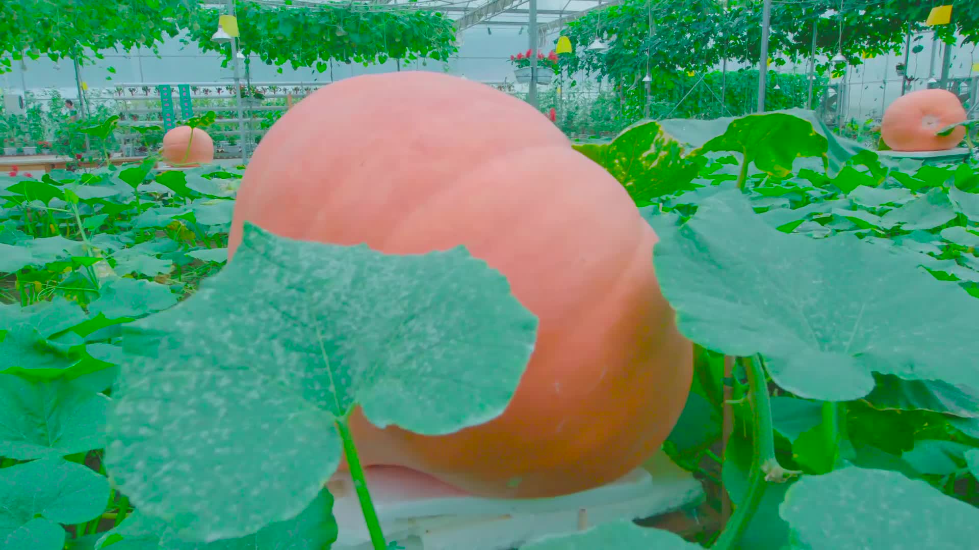 现代农业园观光农业南瓜西红柿农业视频的预览图