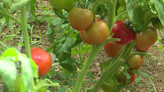 西红柿番茄视频的预览图