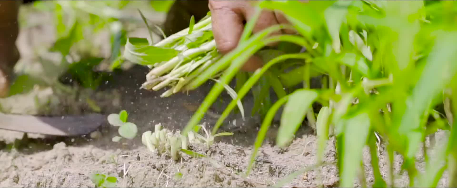 山区农家生活实拍割韭菜养鸡视频的预览图