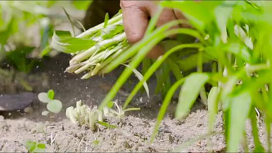 山区农家生活实拍割韭菜养鸡视频的预览图