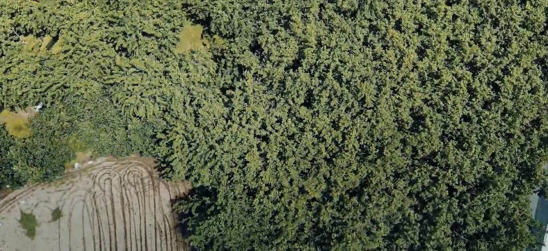 实拍采桑采摘桑葚种植视频视频的预览图