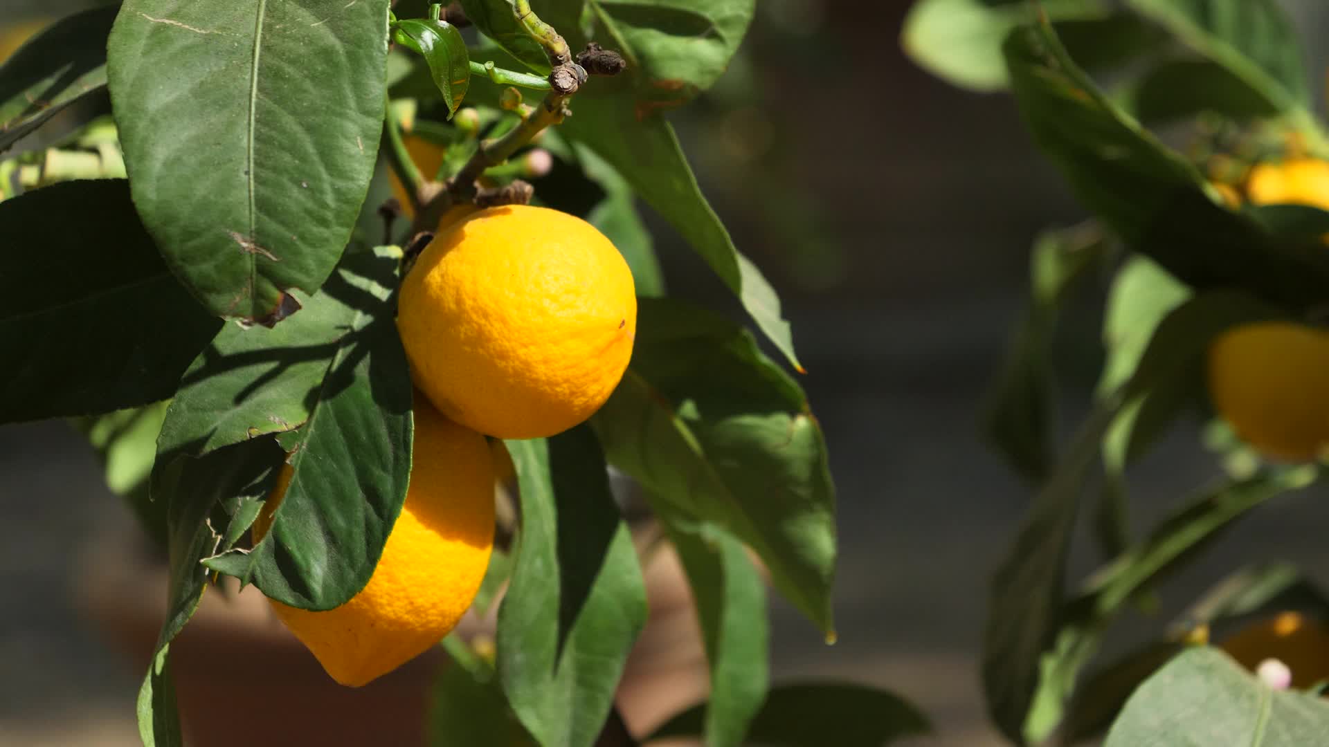 实拍橙葡萄柠檬子水果切旋转动态背景视频视频的预览图