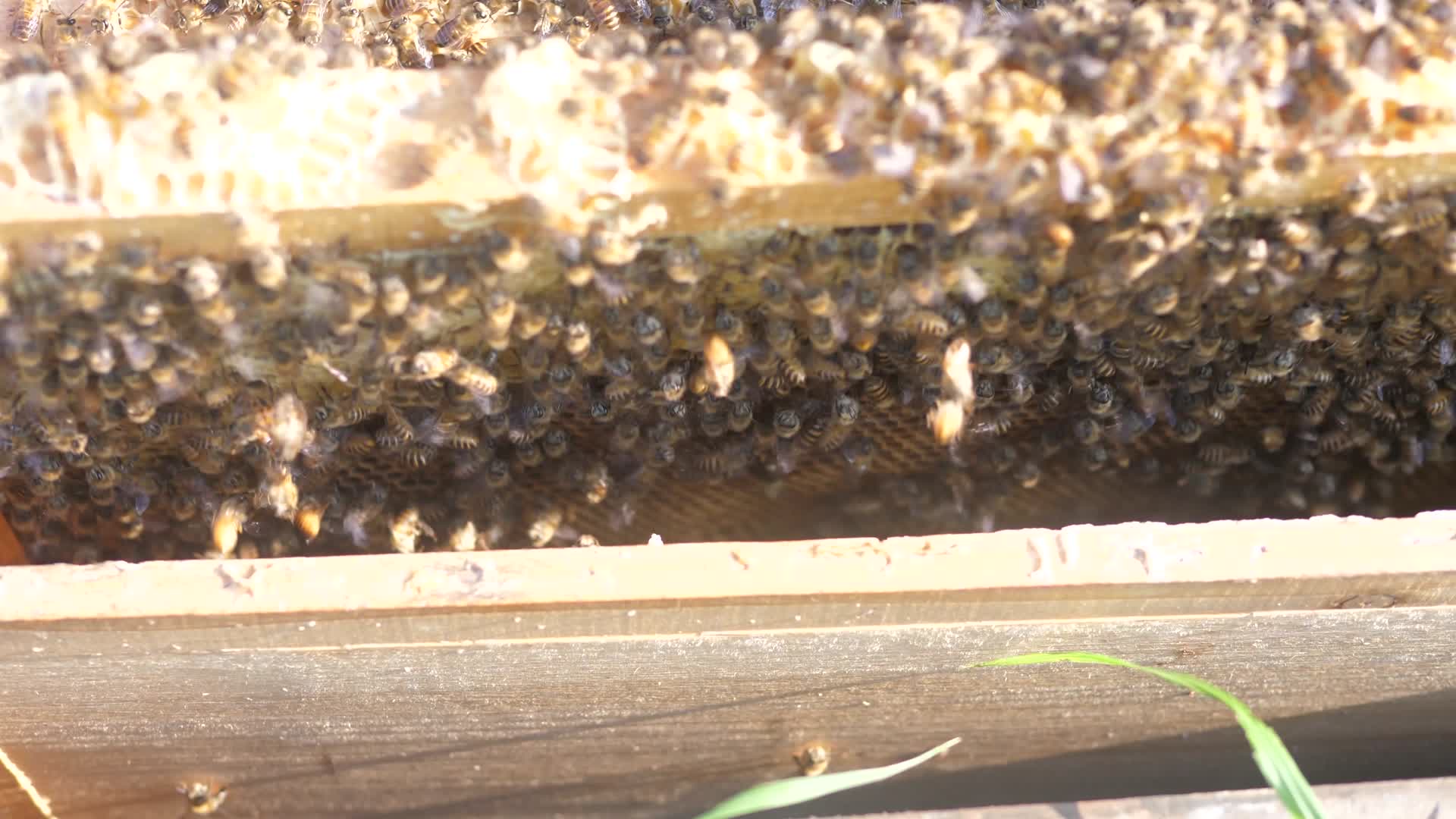 实拍养蜂蜂巢取蜜切割食用特写背景视频视频的预览图