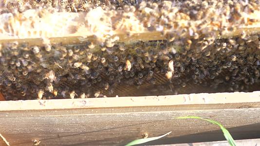 实拍养蜂蜂巢取蜜切割食用特写背景视频视频的预览图