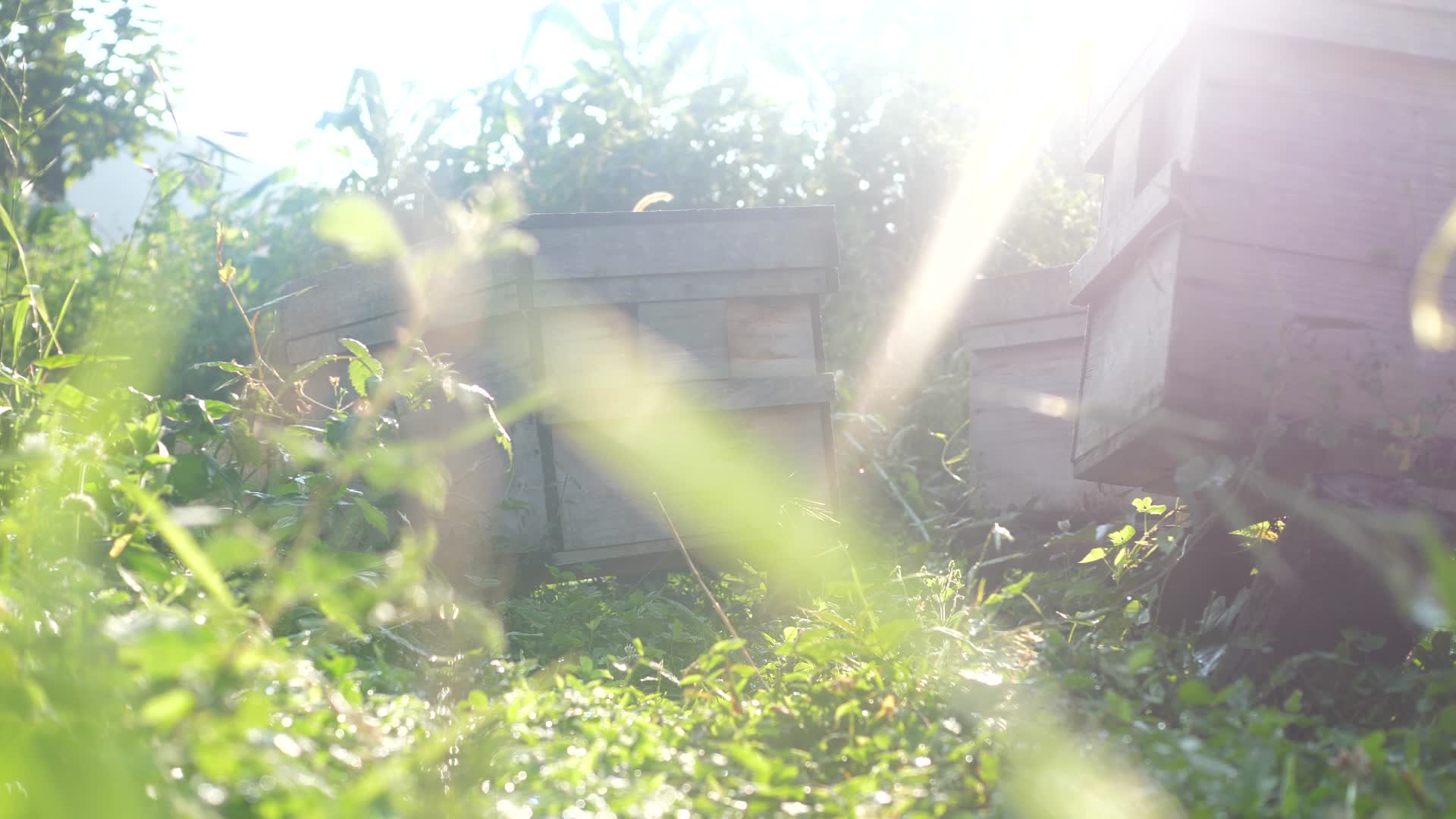 特写蜂农养蜂蜜蜂产蜜自然风景实拍视频的预览图