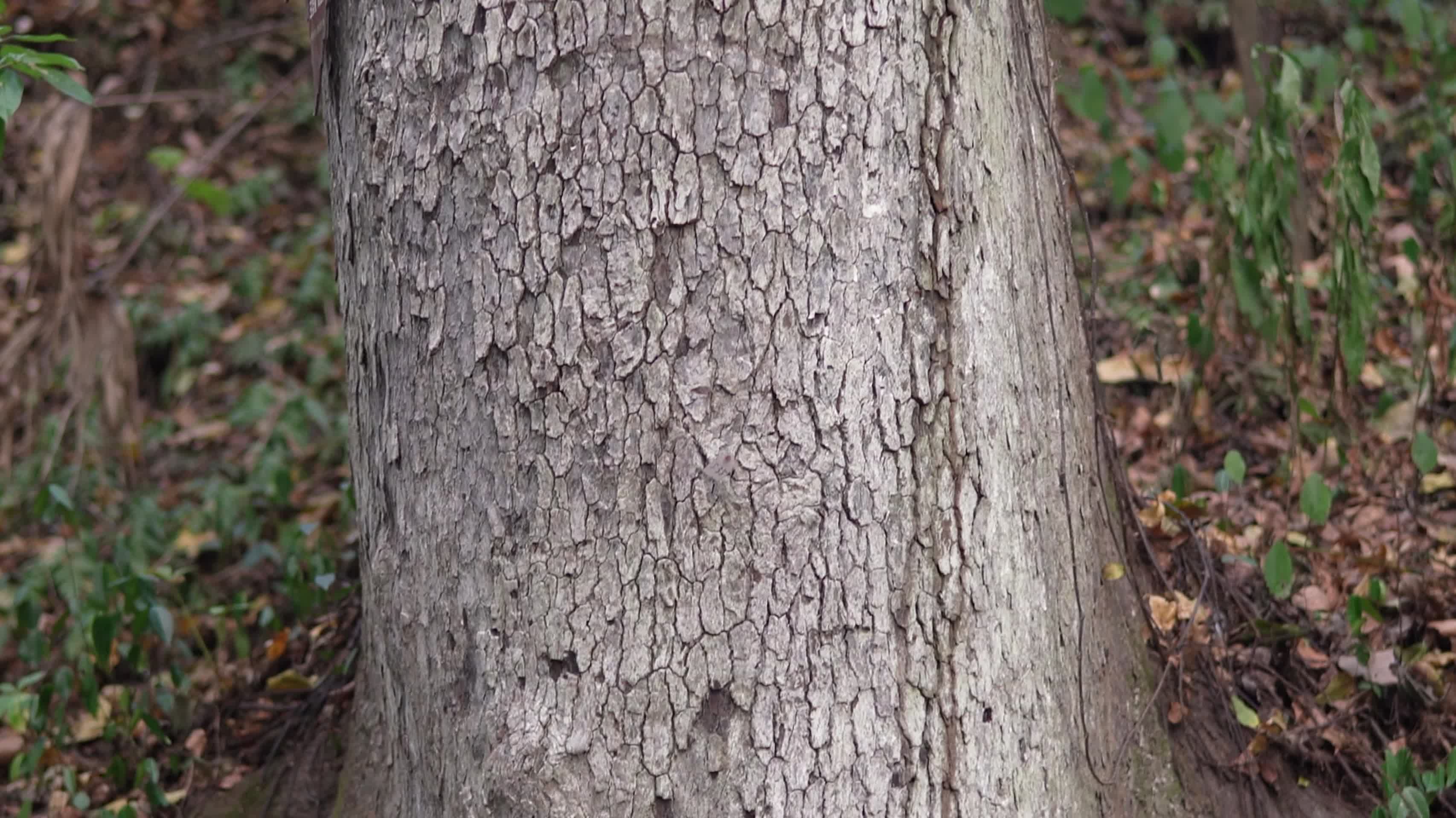 树木高清视频的预览图