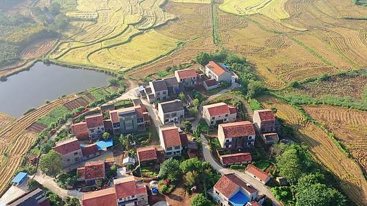 航拍湖北黄梅县金黄色的稻田视频的预览图
