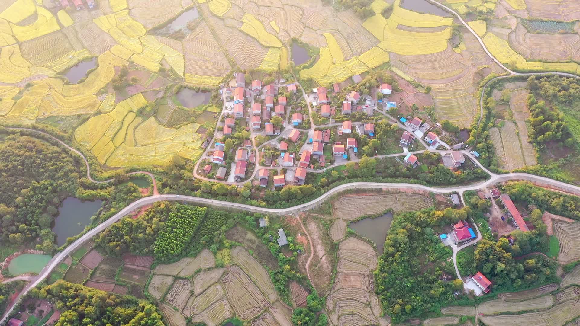 航拍湖北黄梅县金黄色的稻田视频的预览图