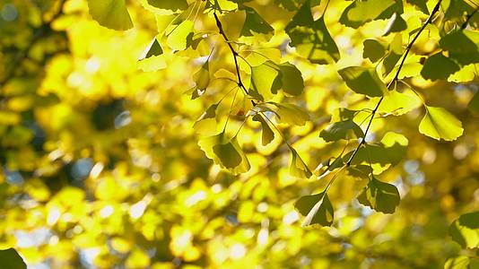 城市秋天金黄的银杏树叶视频的预览图