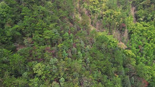 4K秋天的重庆缙云山森林植被航拍视频的预览图