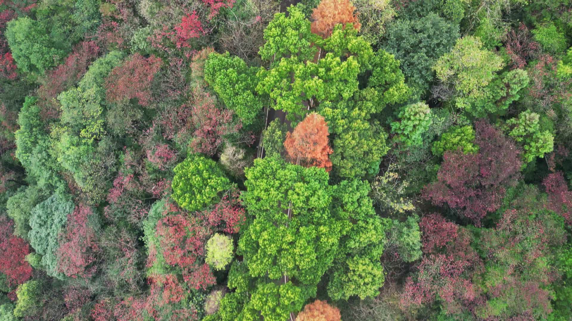 4K秋天的公路航拍红叶秋景树林秋季视频的预览图