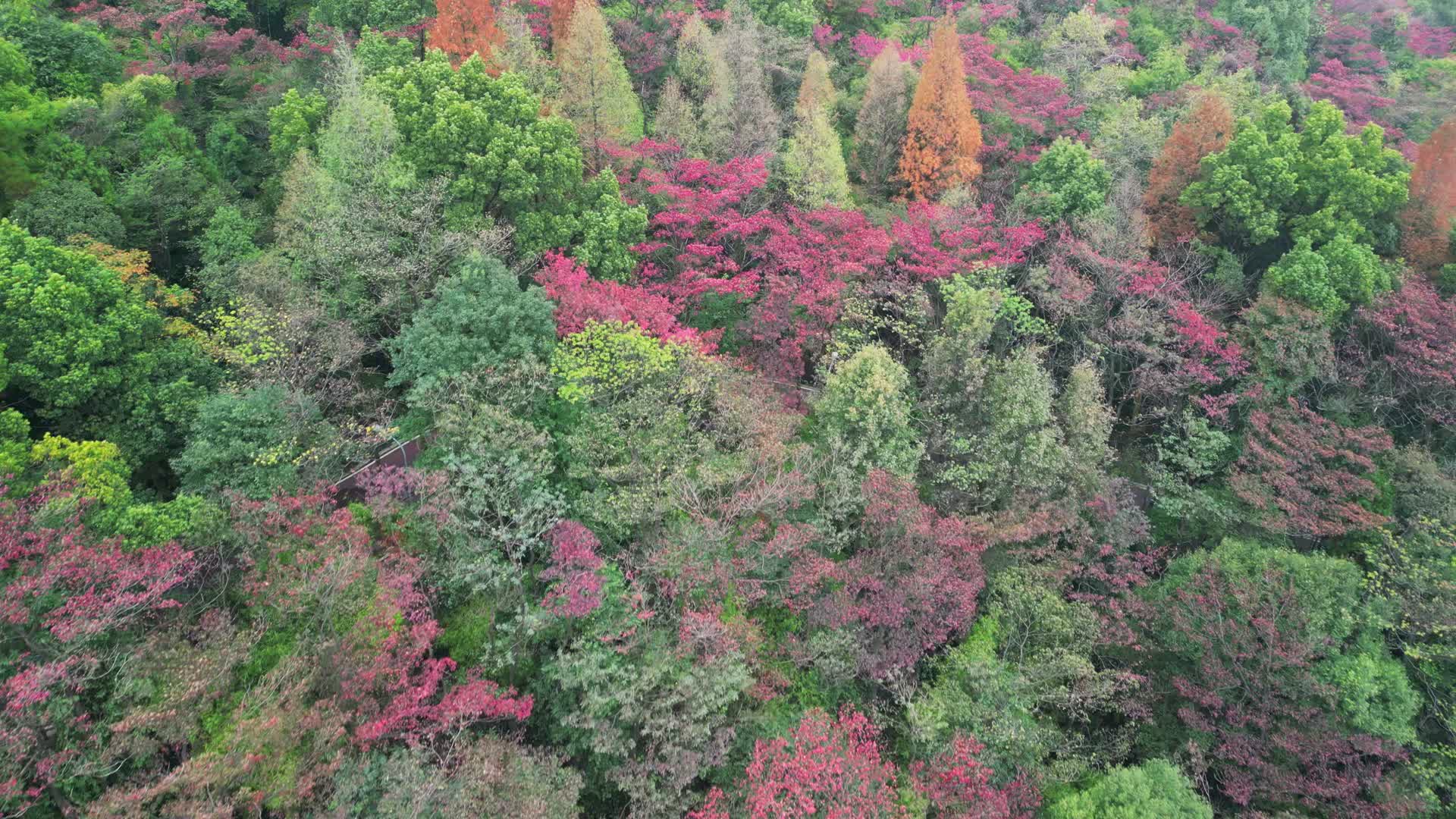 4K秋天秋叶秋景山林枫叶唯美红叶航拍视频的预览图