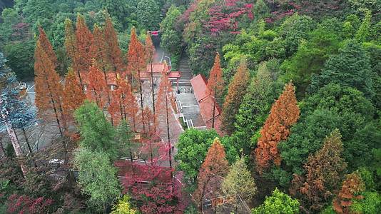 4K秋天秋叶秋景山林枫叶唯美红叶航拍视频的预览图