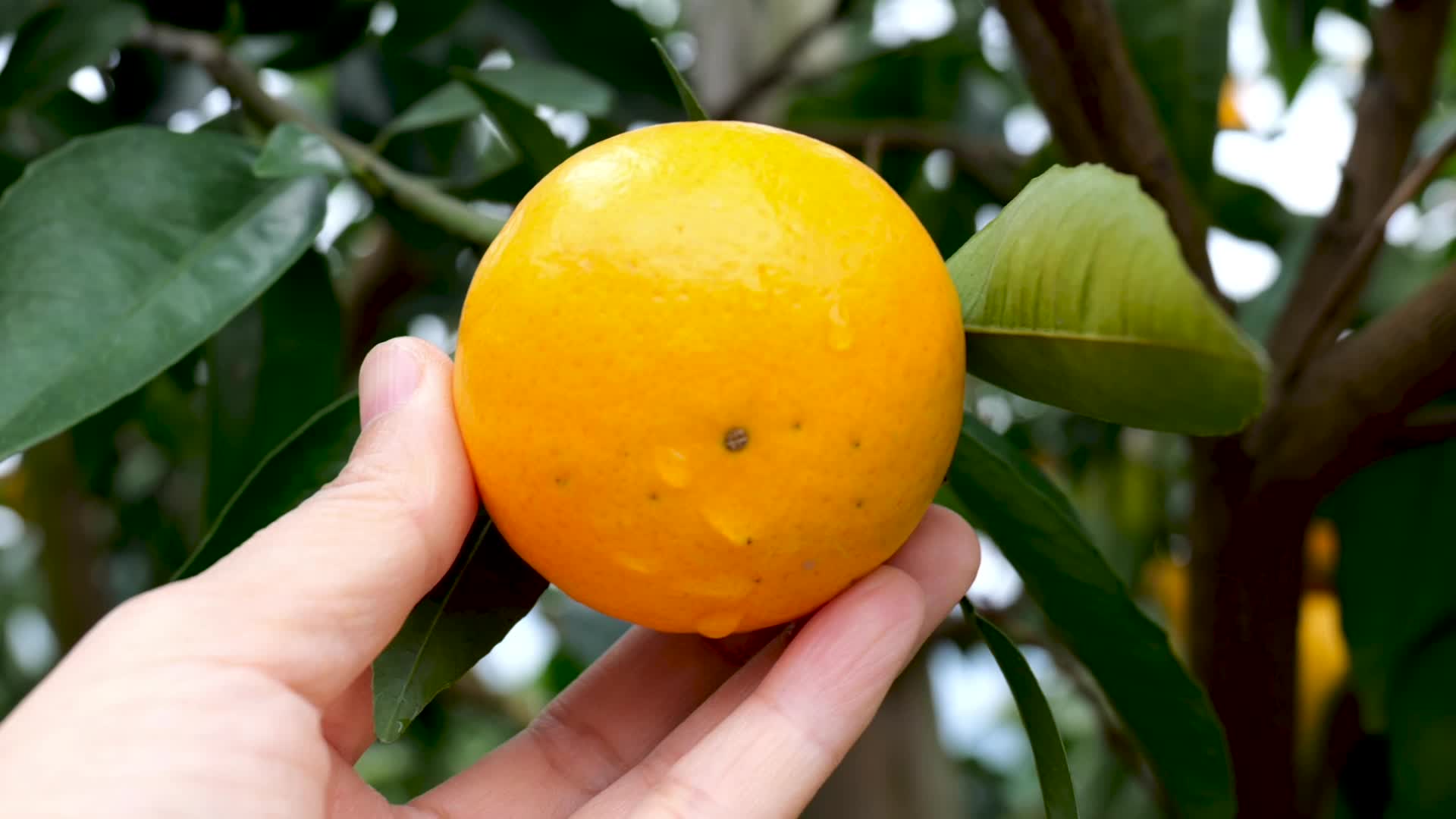 橘子视频的预览图