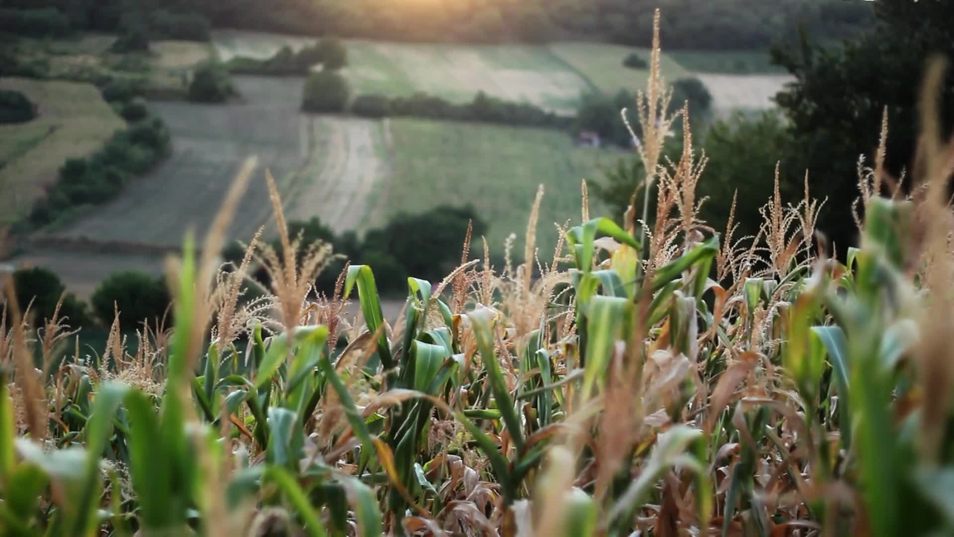 玉米地玉米农业种植粮食视频的预览图