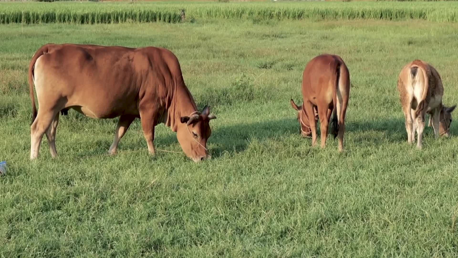 放牛养牛吃草实拍视频的预览图