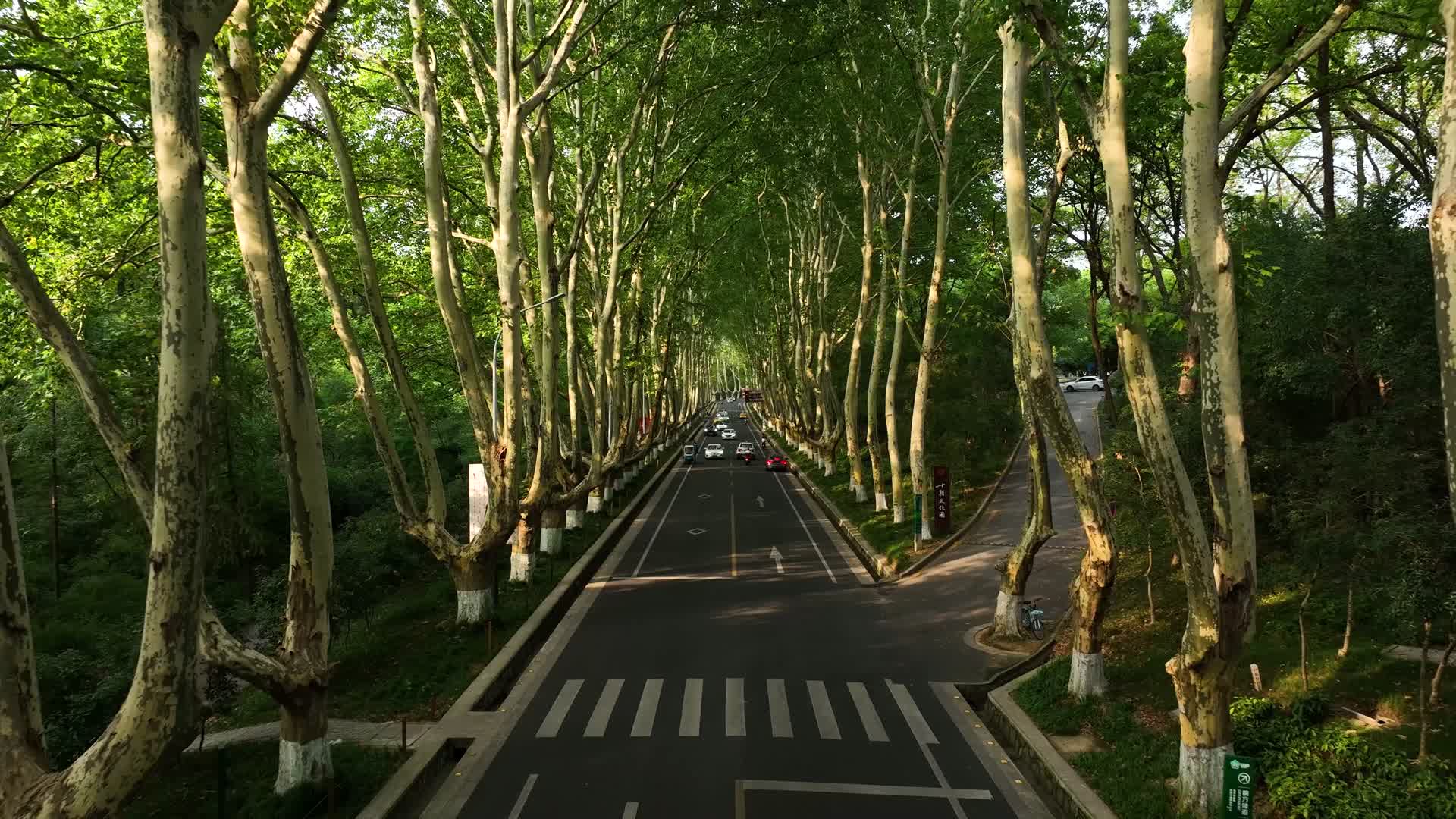 航拍中山陵景区陵园路视频的预览图