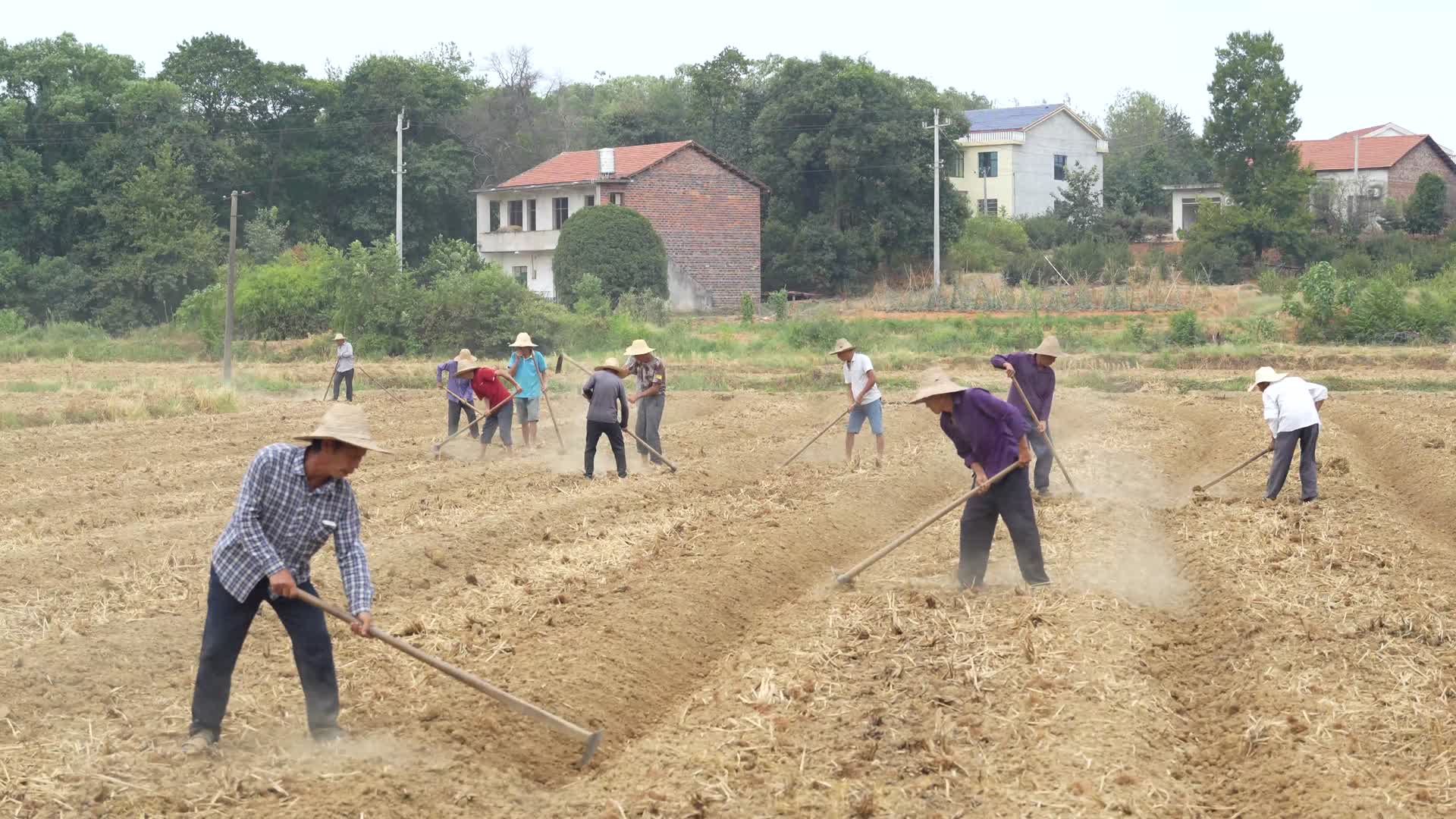 农忙耕作农民农活视频的预览图