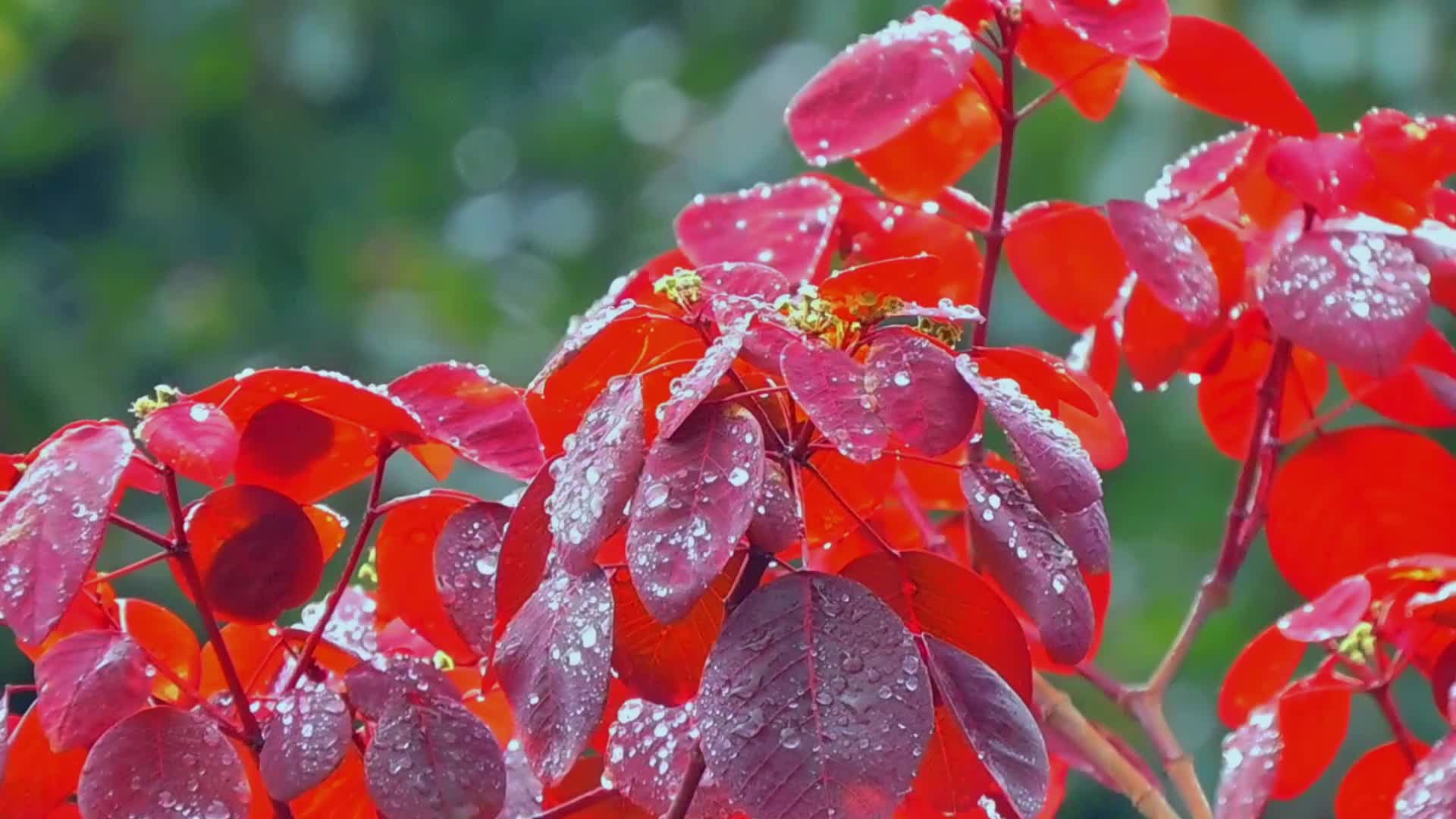 1080P雨中红叶紫锦木实拍视频视频的预览图