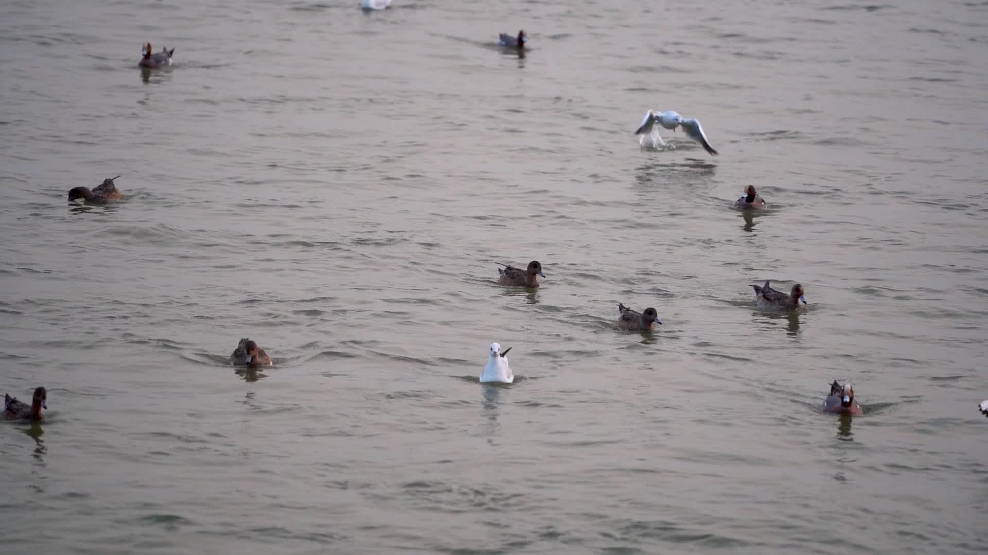 深圳湾海鸥过冬视频的预览图