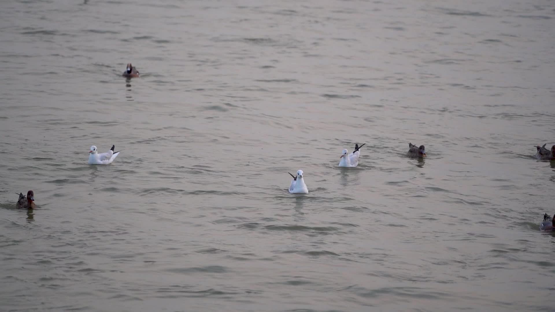 深圳湾海鸥过冬视频的预览图