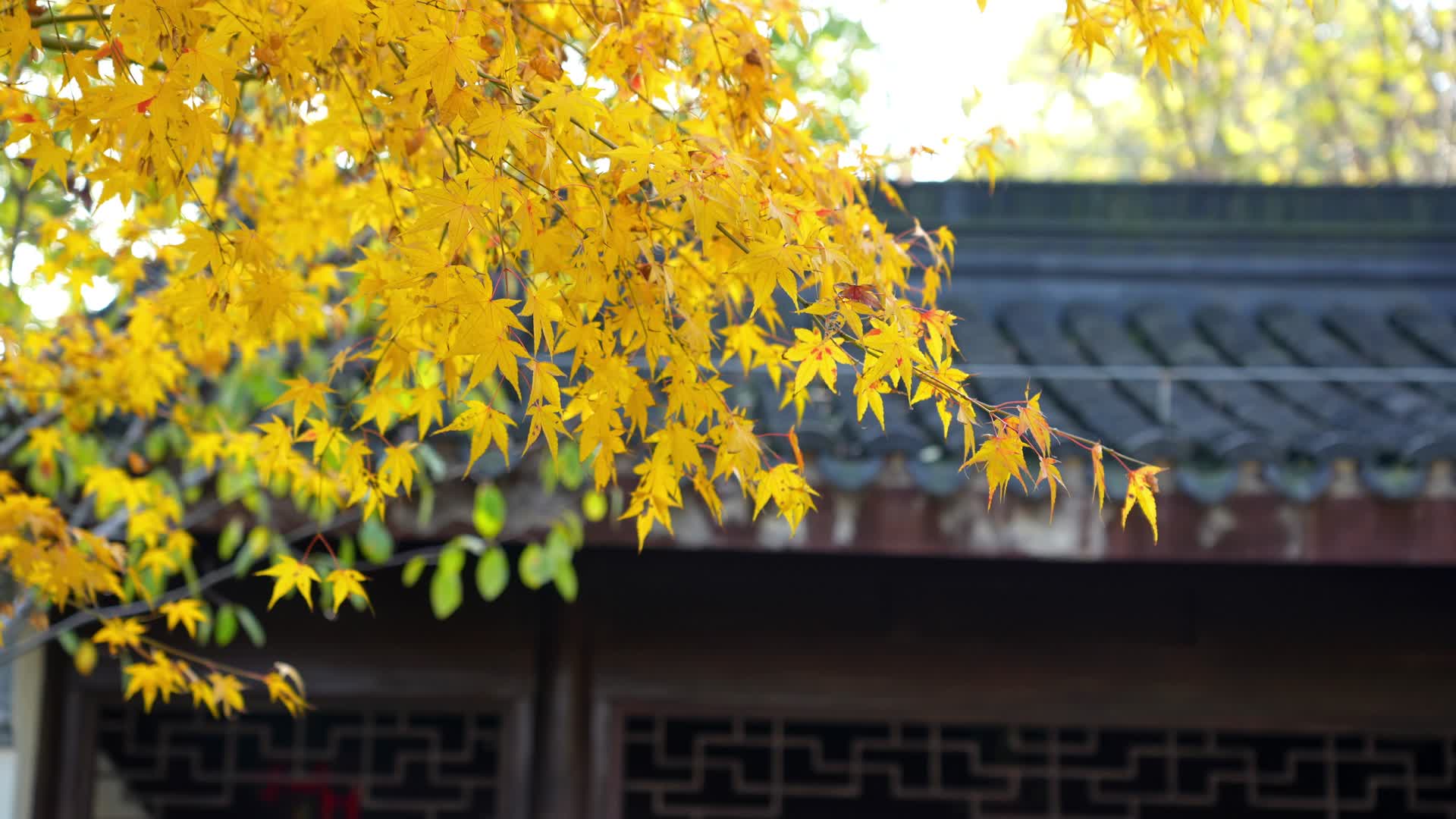 江南建筑里的枫叶红了阳光下随风摇摆视频的预览图