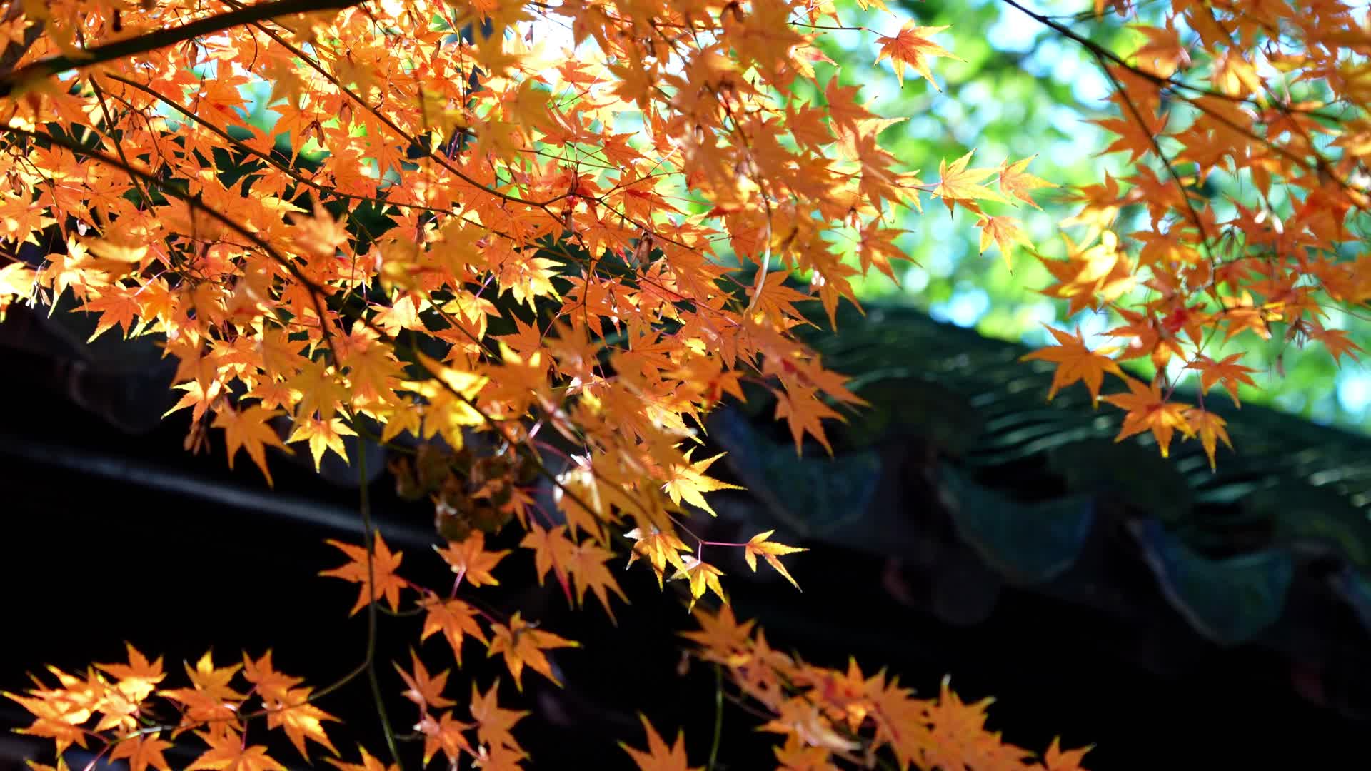 江南公园里枫叶红了阳光下逆风摇摆视频的预览图