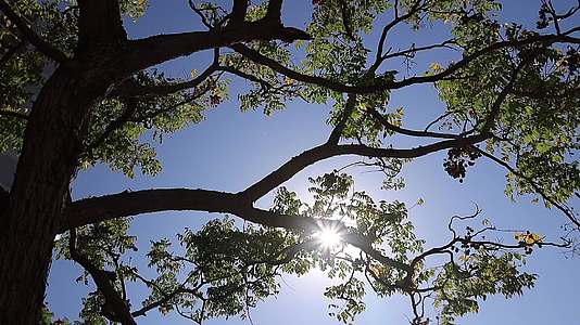 冬日晴空下南方的绿树沐浴着阳光视频的预览图