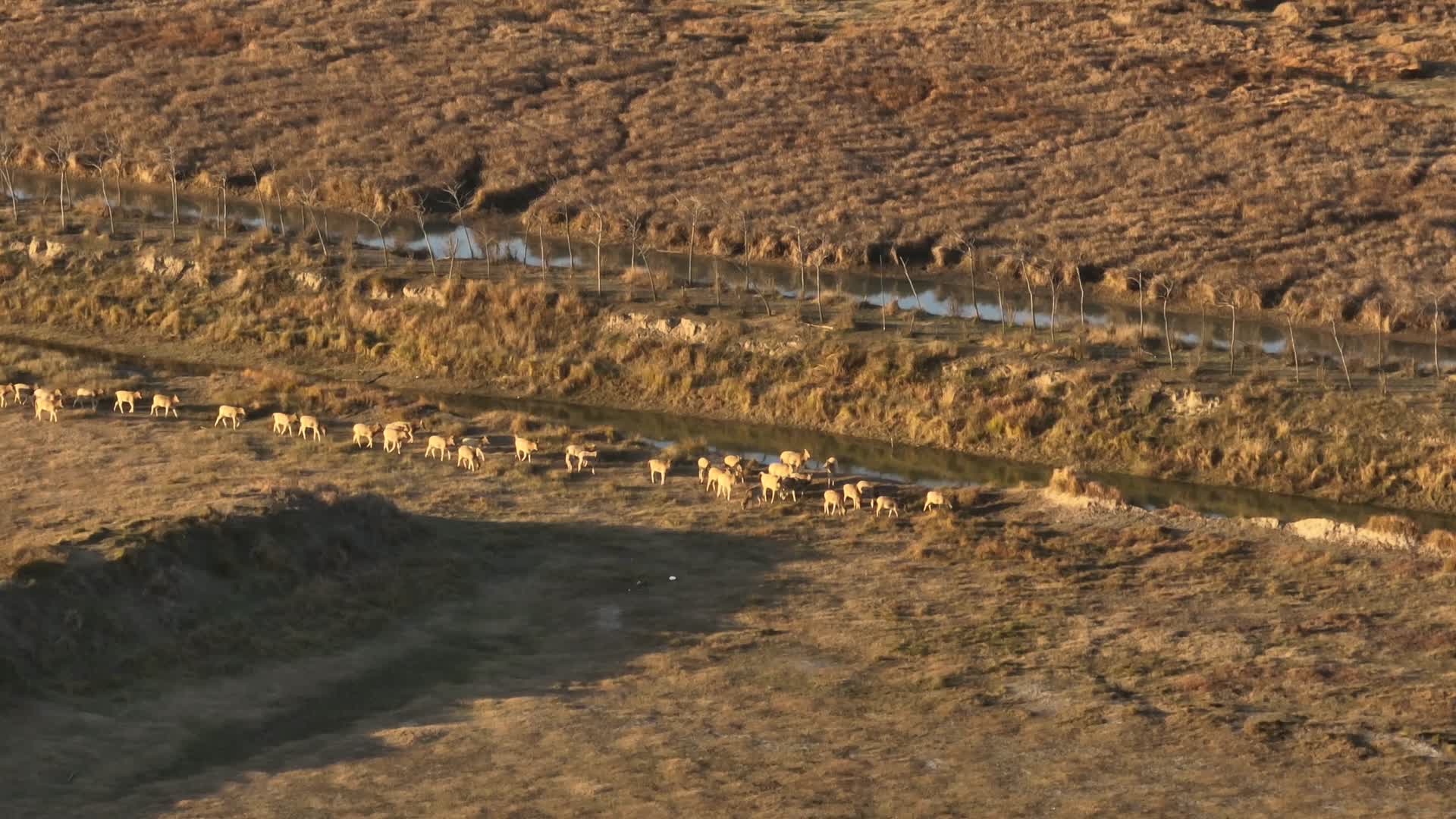 航拍黄昏下的盐城野鹿荡里的鹿群视频的预览图