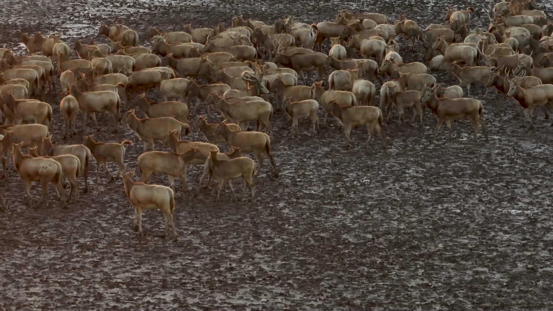 航拍黄昏下的盐城野鹿荡里的鹿群视频的预览图