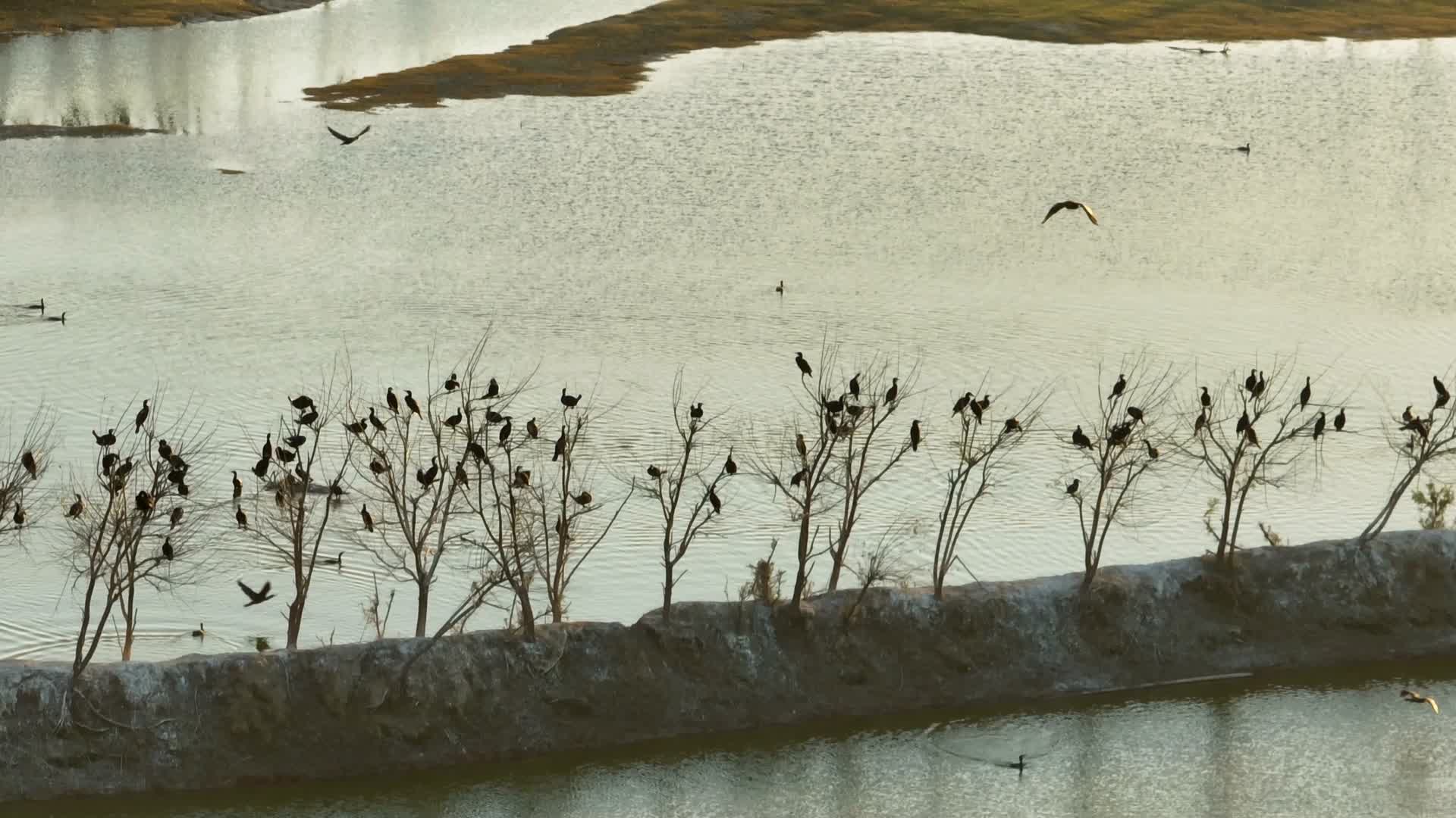 航拍落日下的盐城野鹿荡保护区的自然风光视频的预览图