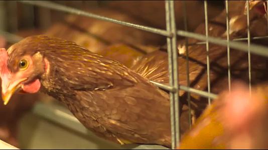 实拍养鸡场鸡蛋生产视频视频的预览图