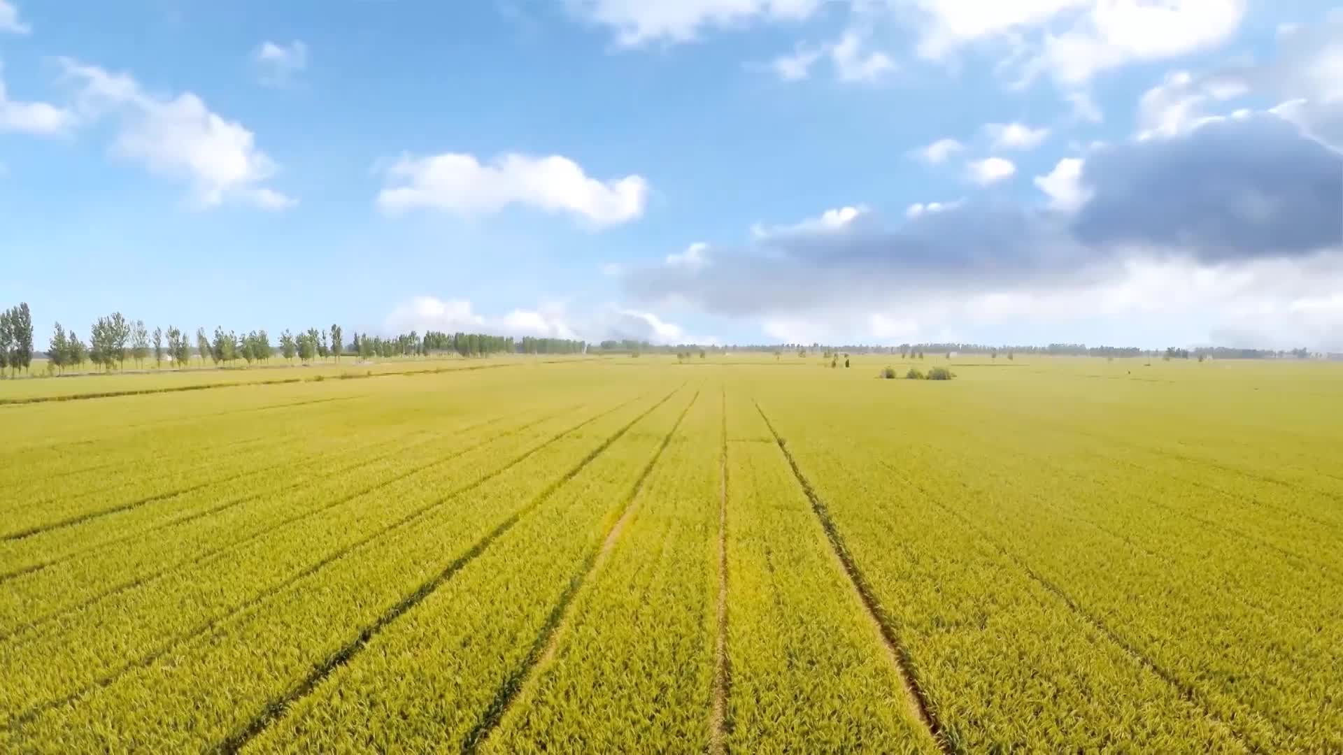 唯美金黄农田小麦丰收平原麦穗视频视频的预览图