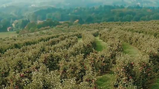 实拍苹果园苹果丰收特色农业种植视频视频的预览图