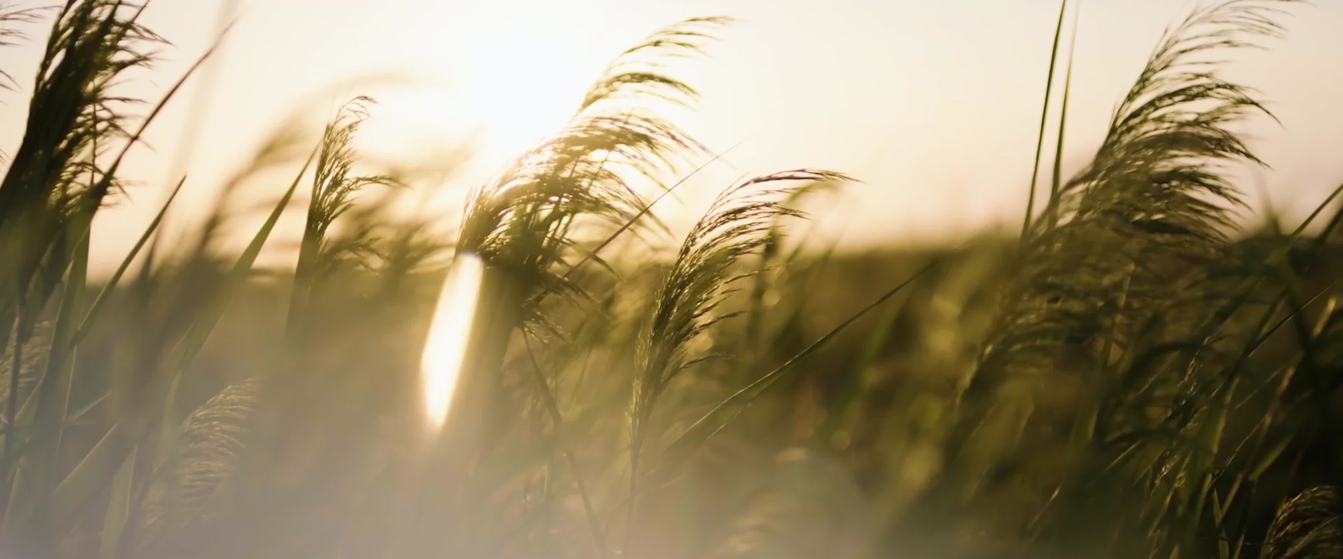 高端写意镜头农业水稻田视频视频的预览图