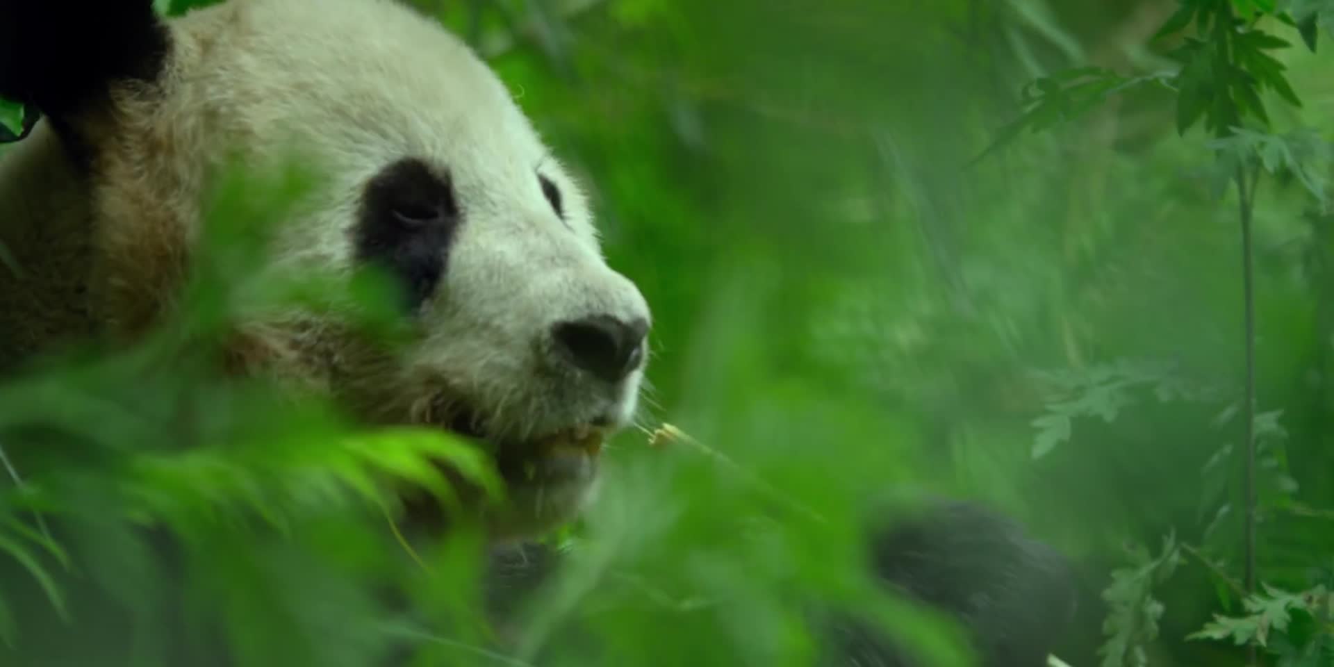 国家一级保护动物熊猫吃竹子视频视频的预览图