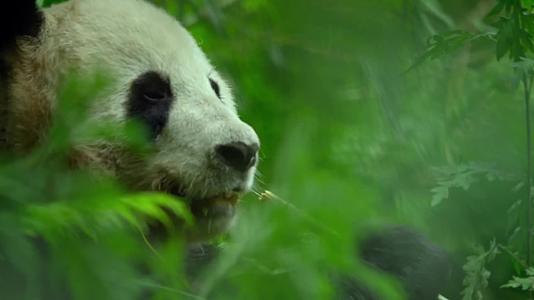 国家一级保护动物熊猫吃竹子视频视频的预览图