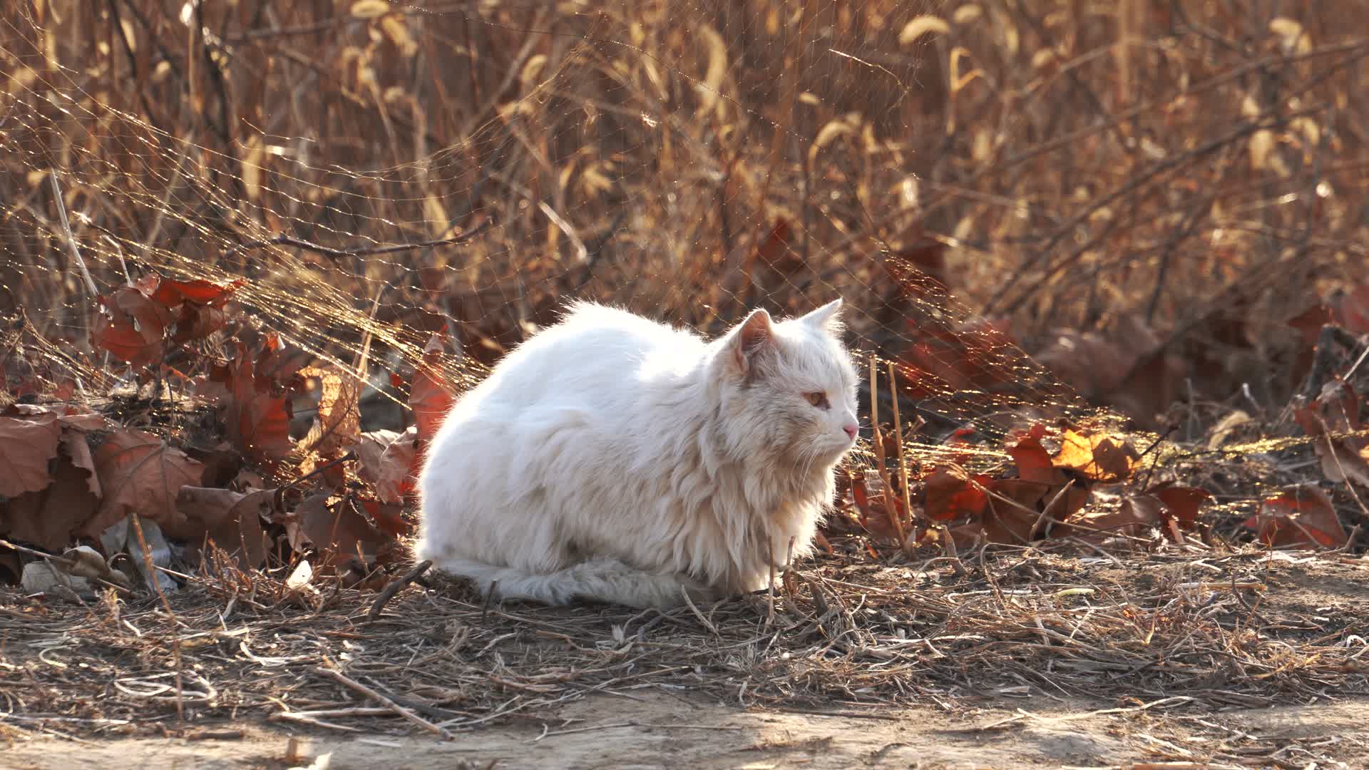 4K冬日阳光下的野猫可爱白猫趴卧草地视频的预览图