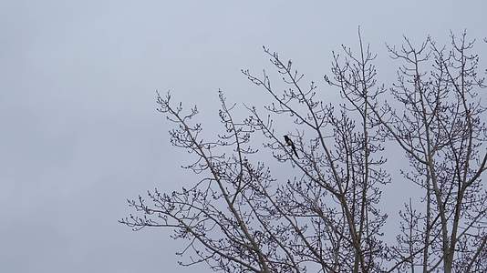 4K北方冬天树枝上鸣叫的喜鹊视频的预览图