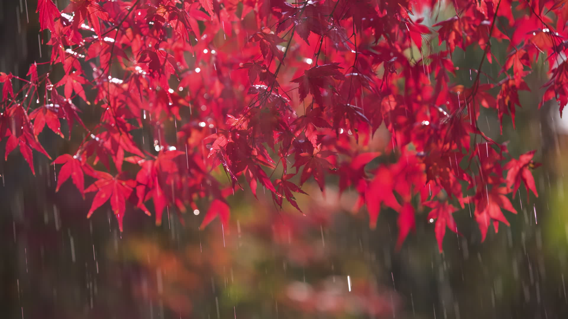枫叶细雨视频的预览图