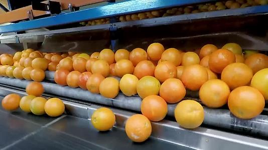 脐橙水果加工生产链工厂视频视频的预览图