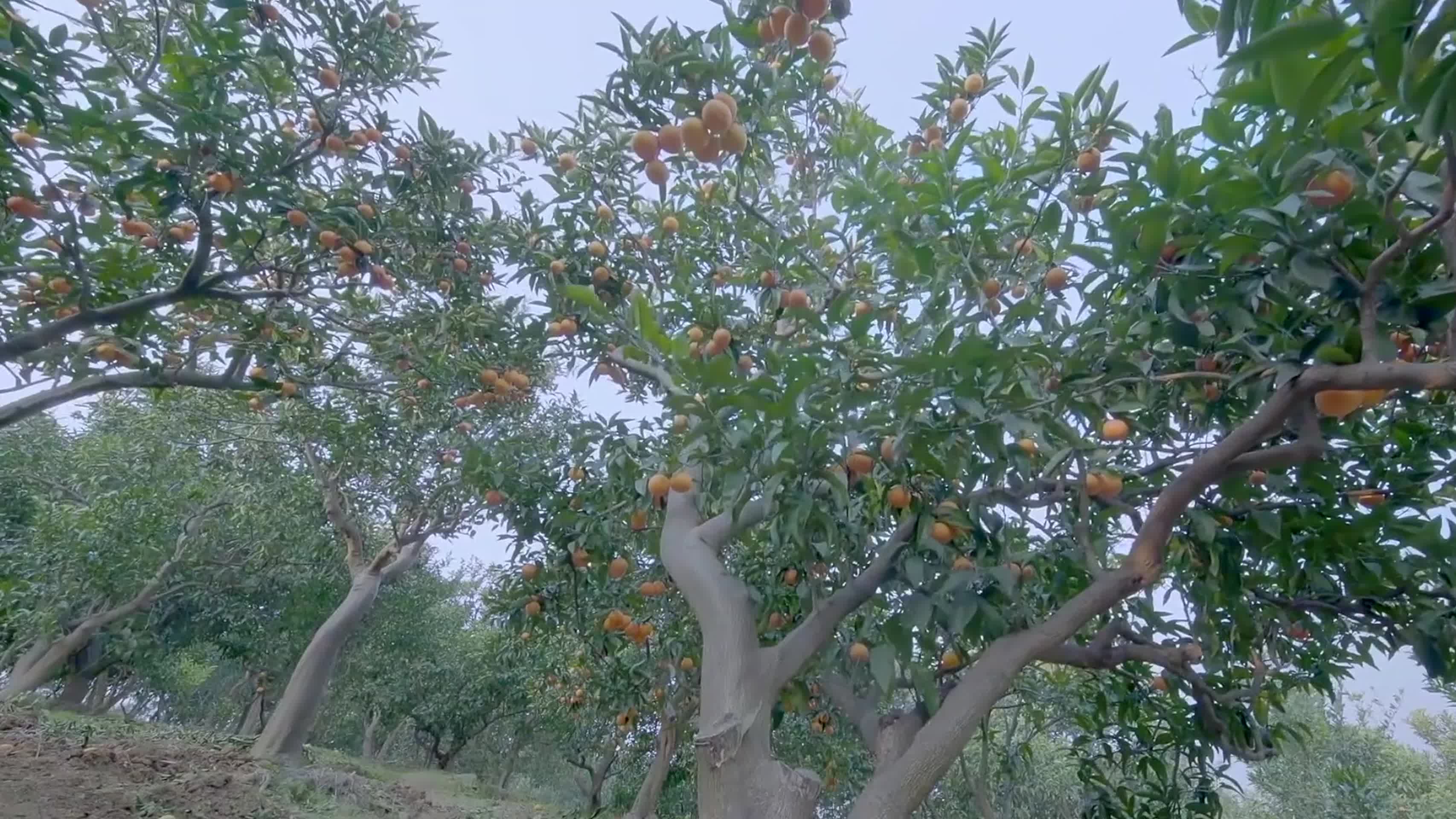 现代农业经济发展橙子丰收视频视频的预览图
