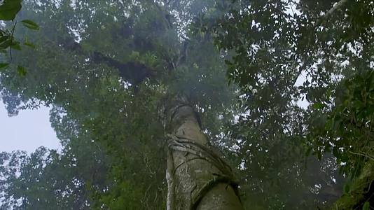 爱玉野果果农爬树采摘视频视频的预览图