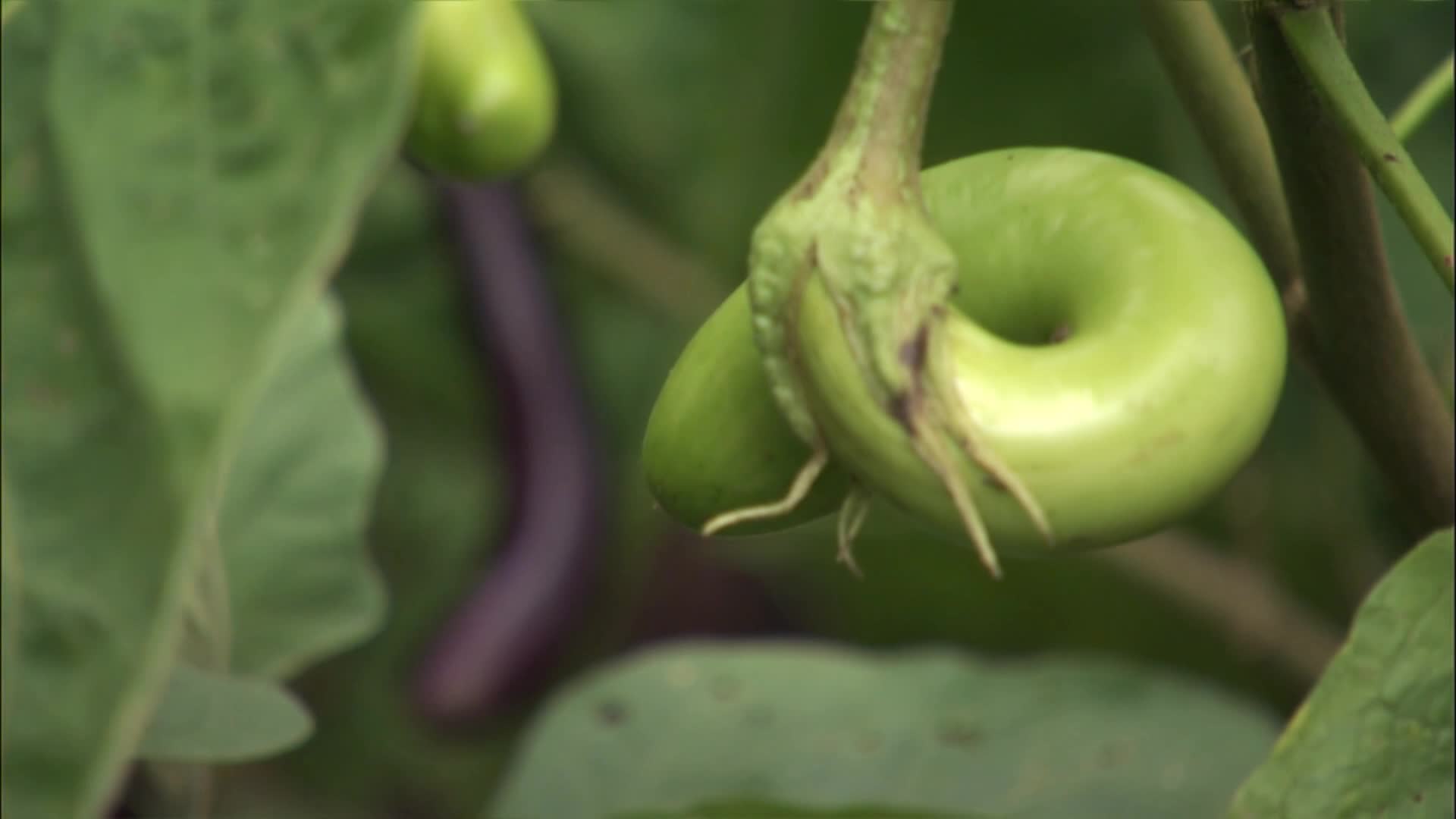 绿色蔬菜菜园视频的预览图
