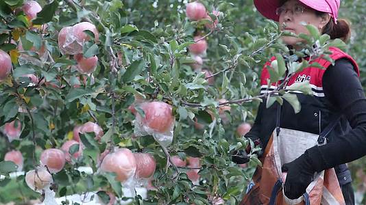 黄土高坡红富士苹果树果园特产水果视频视频的预览图