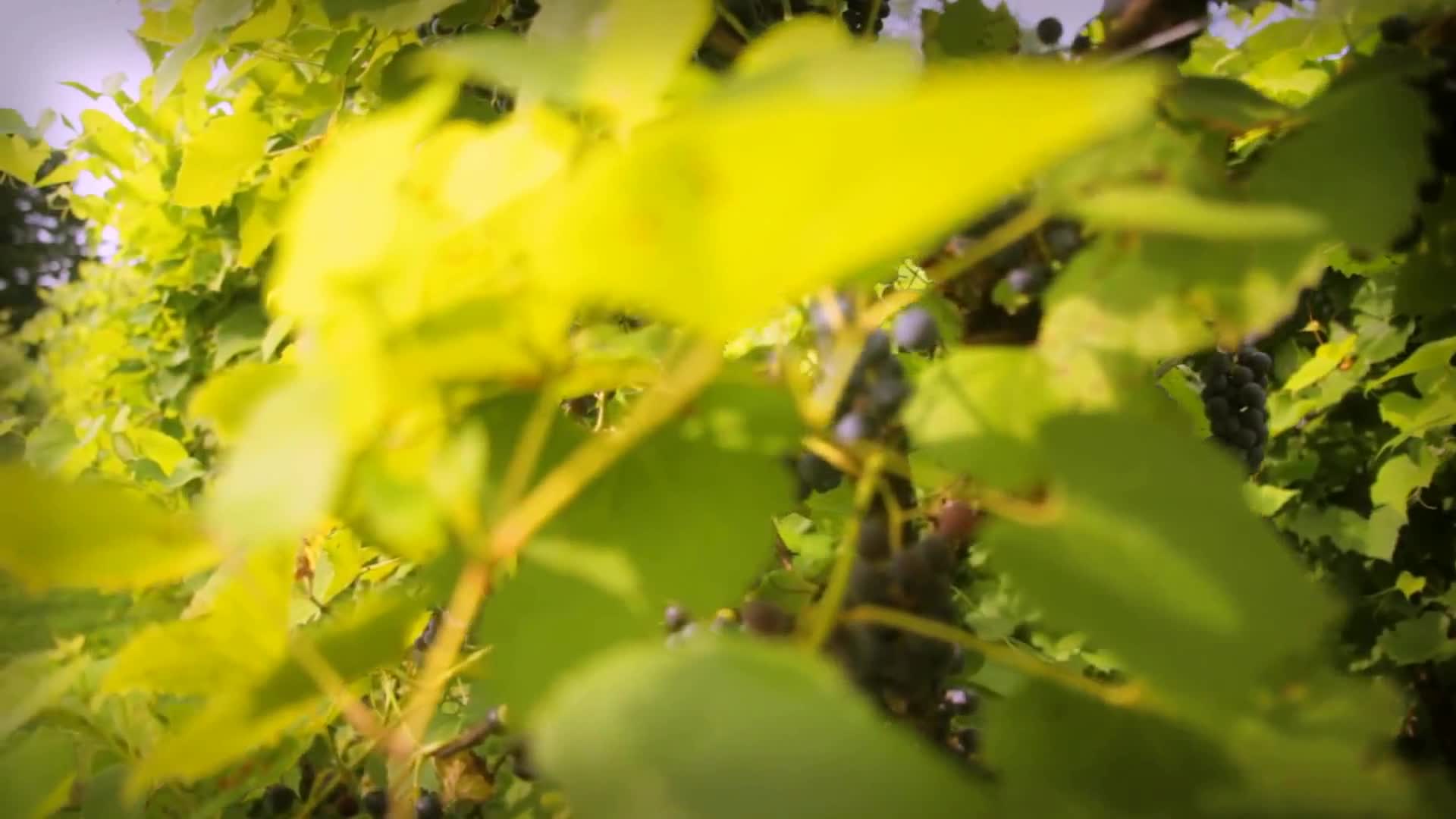 葡萄园唯美实拍种植园唯美风光视频的预览图