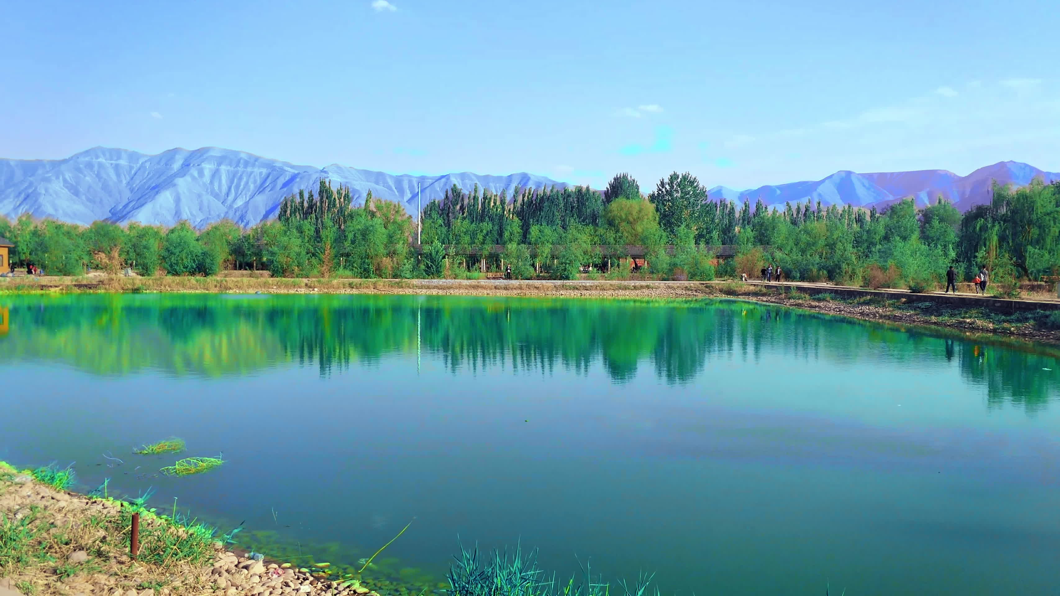 公园池塘唯美风景实拍视频的预览图