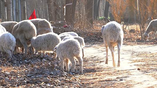 4K放羊放牧冬日暖阳下的羊群视频的预览图